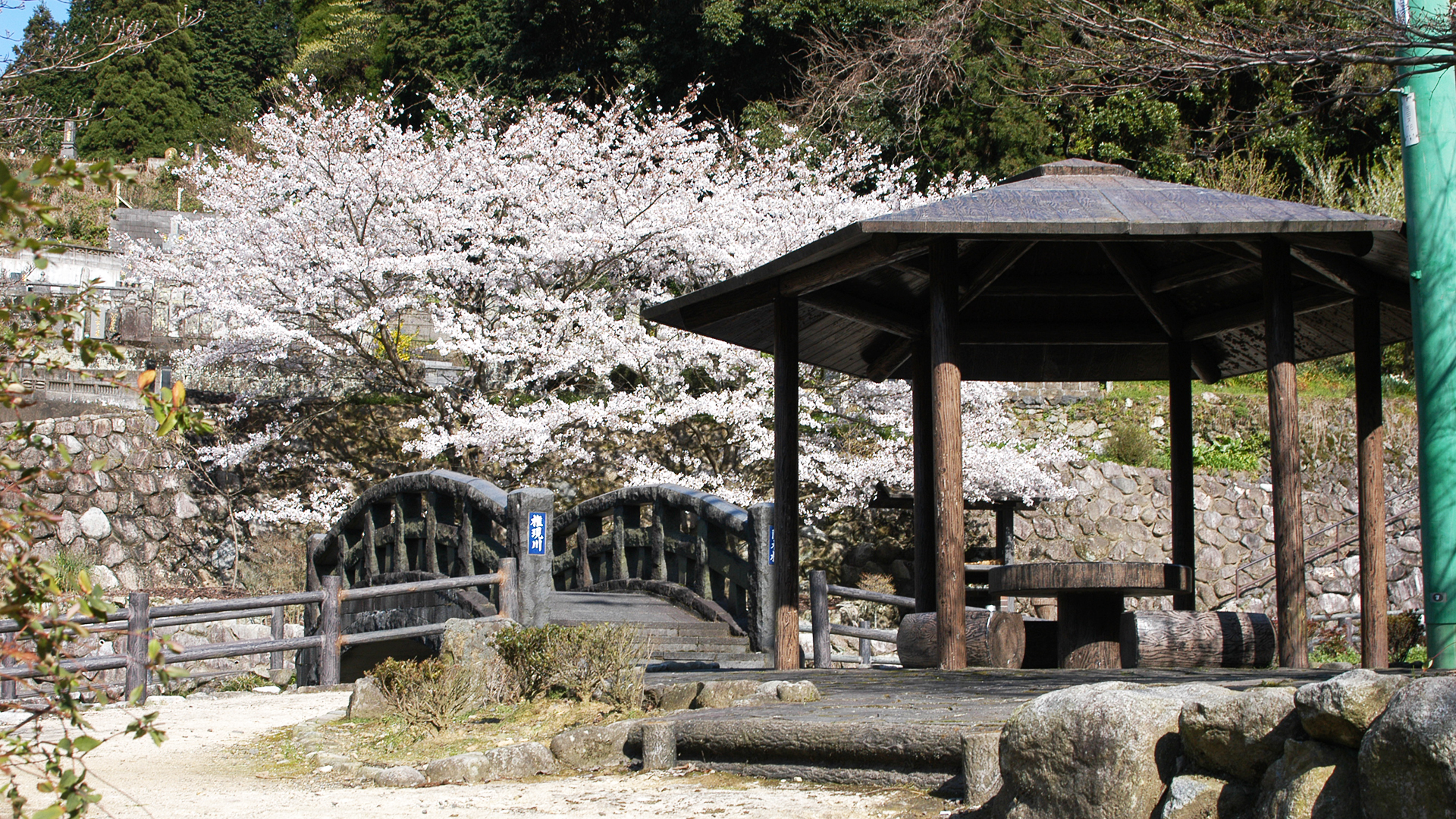 桜